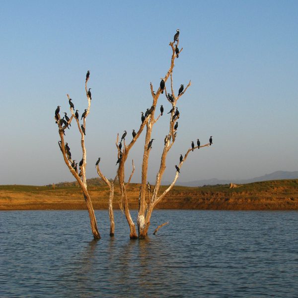 Madhya Pradesh Satpura Birding lake